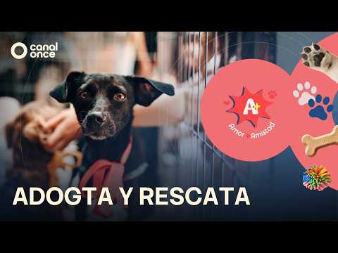 A + A - aDOGta Y resCATa (18/07/2026)
