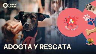 A + A - aDOGta Y resCATa (18/07/2026)