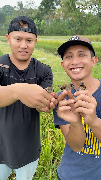 Peking Sparrow Enters Neighbor's Rice Field Net.😁 #bolang #adventure #survival #bird