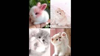 Ne Dersin Aşkın Gözü Kör Mü Acaba Resimi