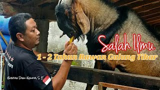 Langkah Penting Memulai Beternak Kambing Domba  / Bumiku Hijau Farm  Pelatihan Penggemukan Domba