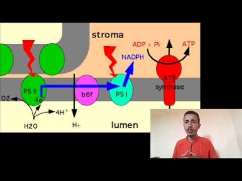 Vidéo: Qu'est-ce qui est produit dans le photosystème 1 ?
