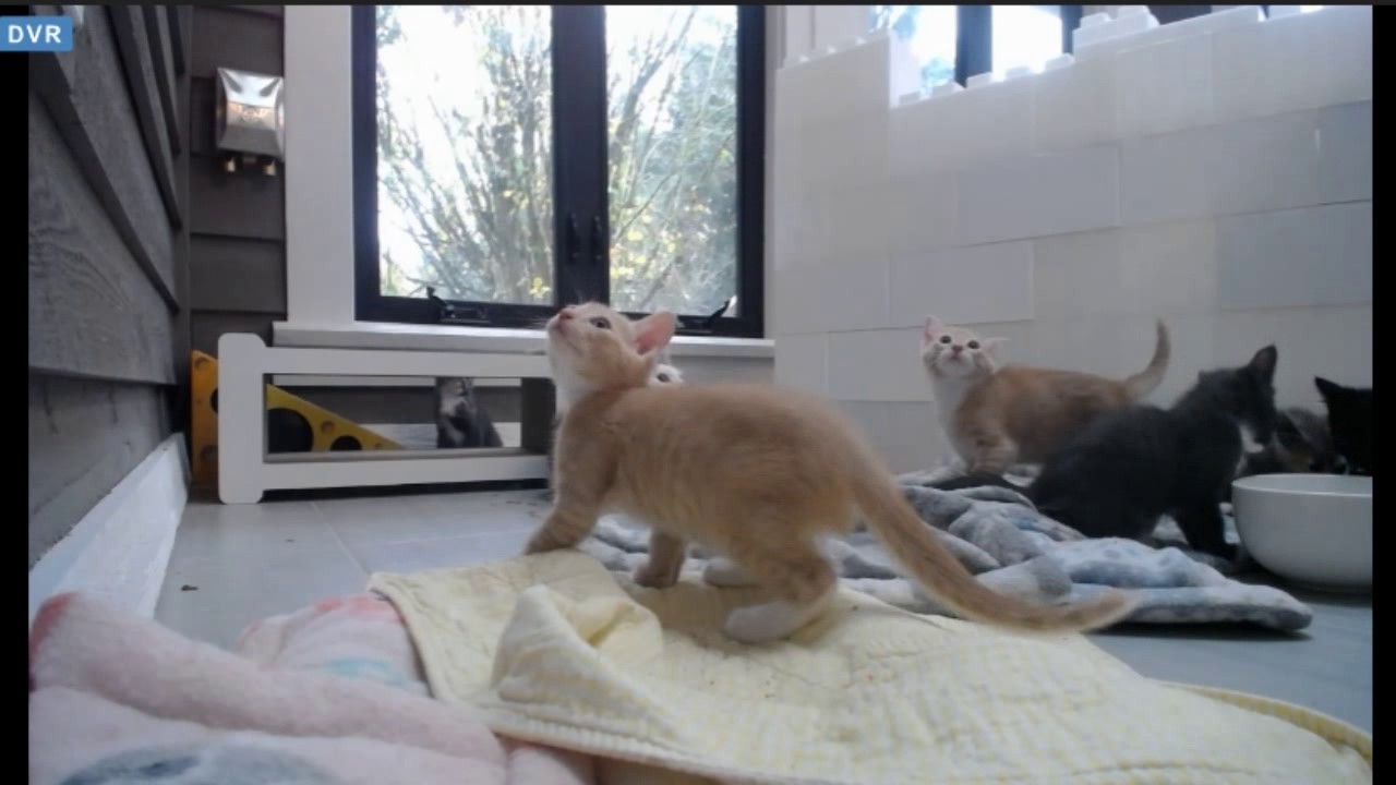Tiny Kittens Starling's scamps climb the screens Subscribe to VIP to