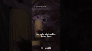 Oposum | Hewan Yang Pandai Berakting