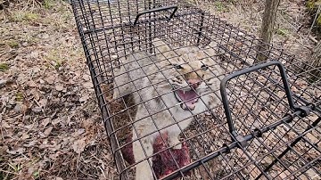 Bobcat Live Trap Release 2023