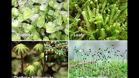 Bryophytes