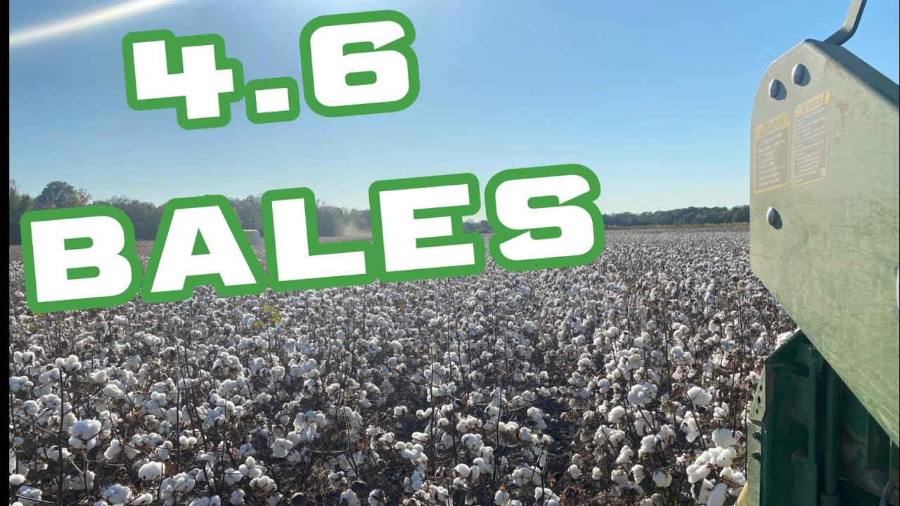 Best Cotton We’ve Ever Had!!! YouTube