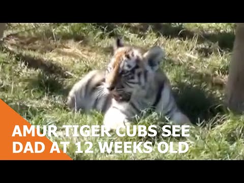 Amur Tiger Cubs See Dad At 12 Weeks Old