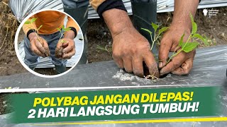 CARA TANAM CABAI METODE MITRA BERTANI ‼ AMAN TANPA SULAM ‼