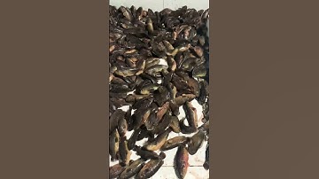 Cá rô ta. Ruốc cá Ninh Bình #shorts