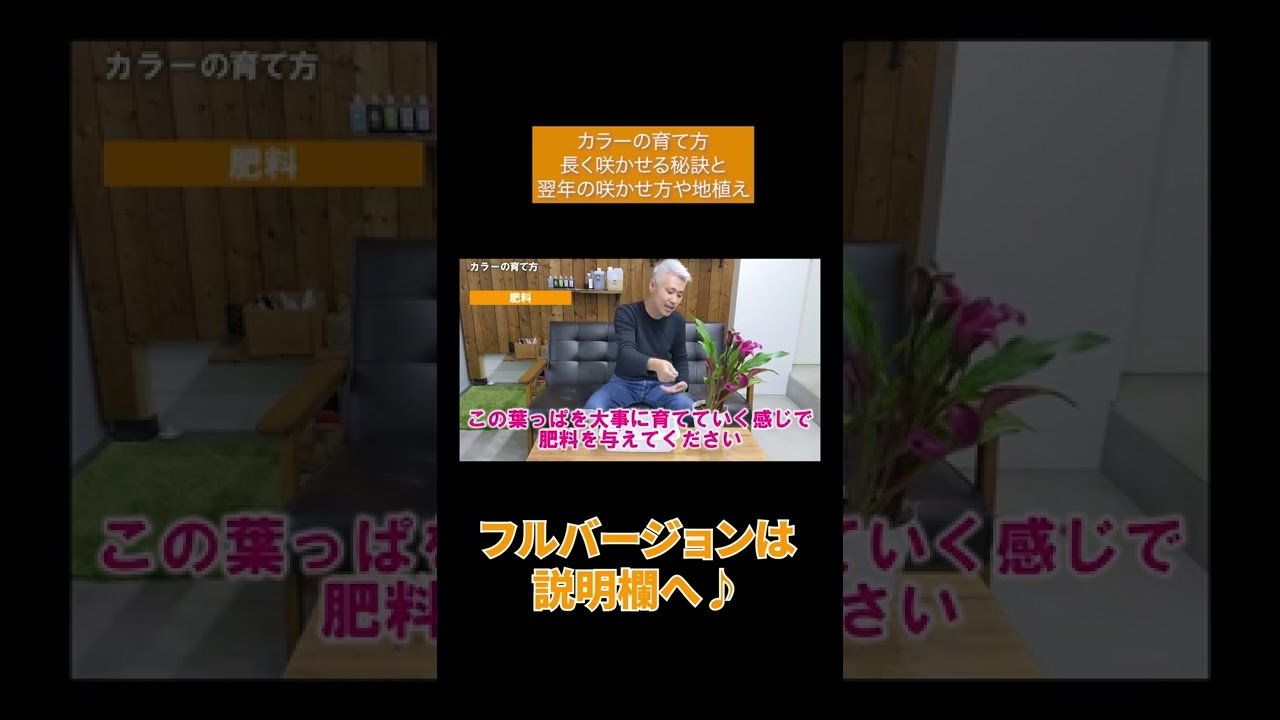 カラーの育て方 長く咲かせる秘訣と翌年の咲かせ方や地植えについて Shorts Youtube
