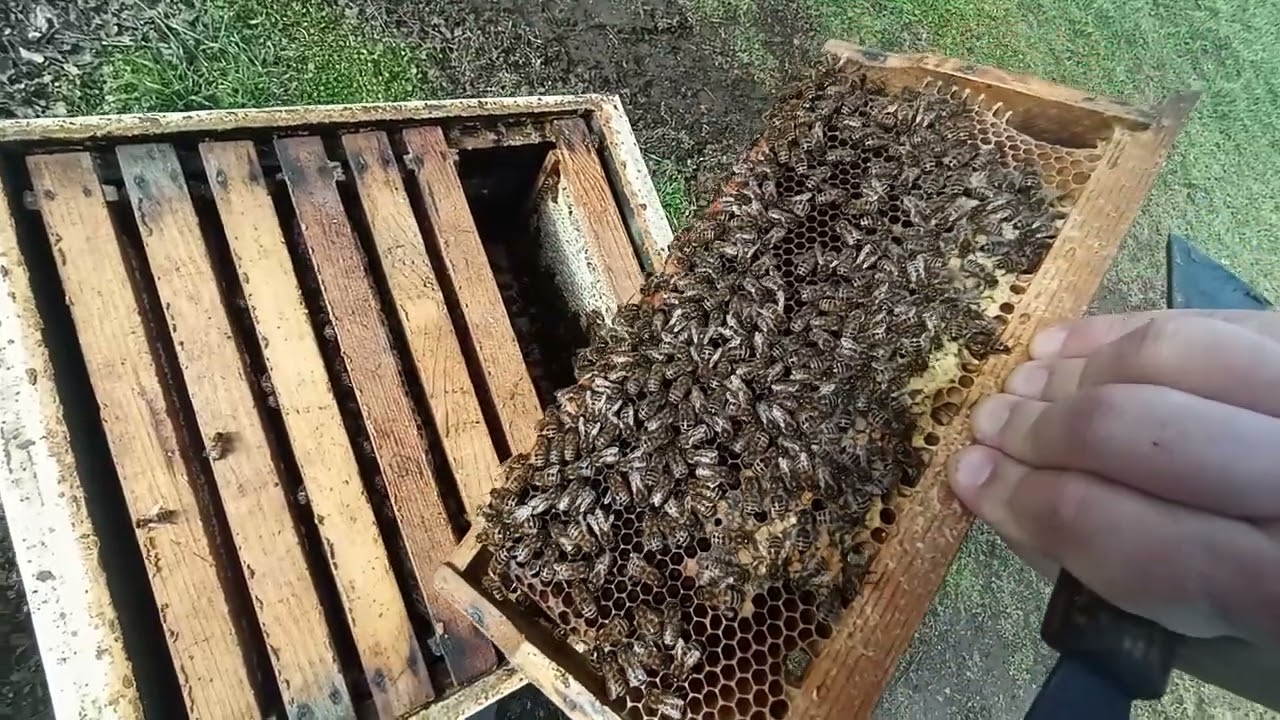 Разбираем семью с племенной маткой.Смотрим какое у неё количество расплода и кормов на 1 марта. 