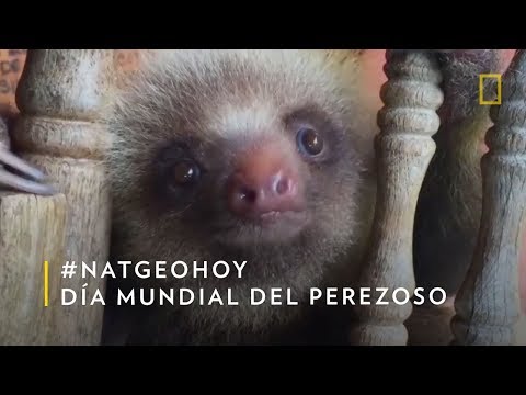 Día Mundial del Perezoso | Nat Geo