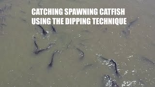 Catching spawning catfish using the dipping technique