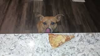 My dog Crowley, a pitbull puppy, steals pizza.