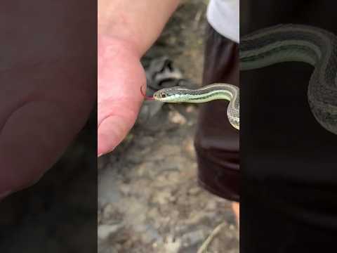 Bitten By A Garter Snake