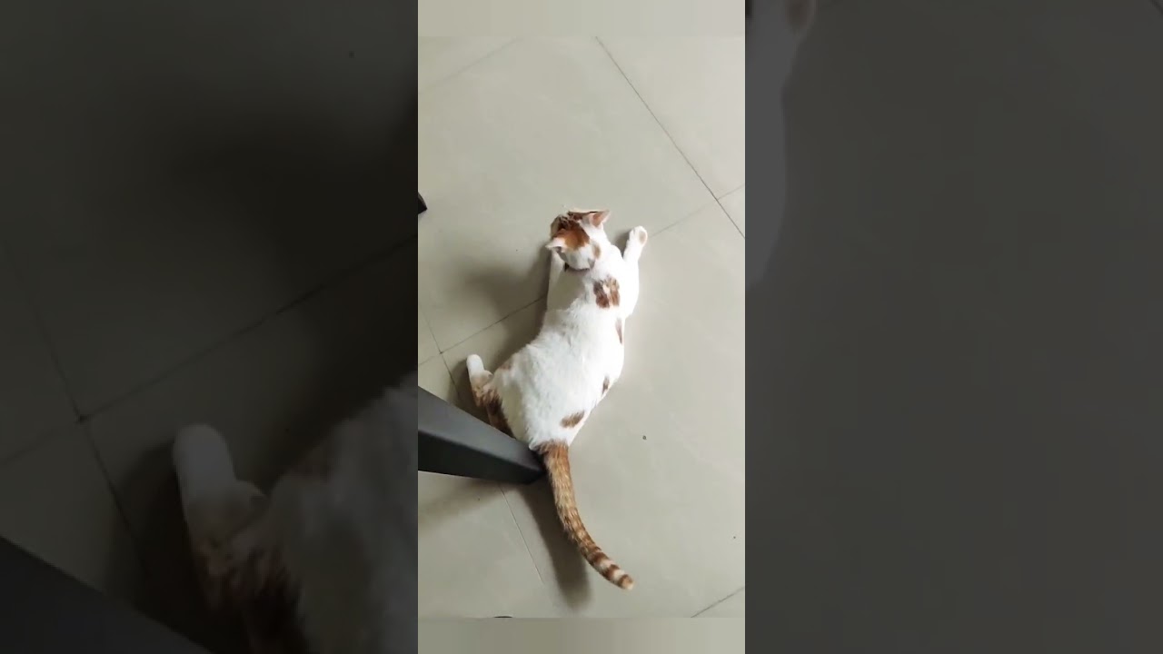 Cat rolls over when she sees me 🥰