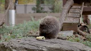 Can Porcupines Shoot Their Quills?