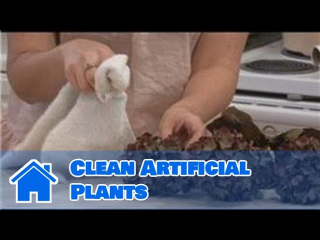 How to Clean Silk Plants｜TikTok Search
