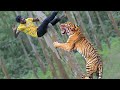 Tiger Attack in Forest |  Royal Bengal Tiger Attack  Fun Made Movie clips