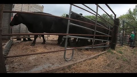 Sorting and Hauling Cow/Calf pairs out to Pasture