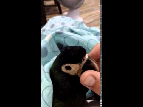 Ararinha de colar - filhote (Yellow collared macaw)