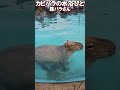かわいいカピバラと新種のブタバラさん【がーどまん】