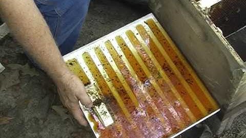 Freeman Beetle Trap Design