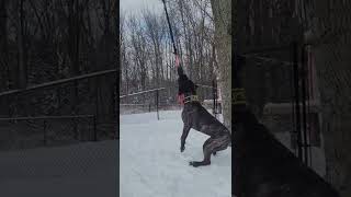 Presa Canario Spring Pole