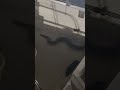 Snake on a boat