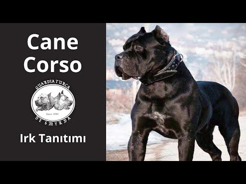 Video: Cane Corso İt Hipoallergenik, Sağlamlıq Və Ömür Aralığı