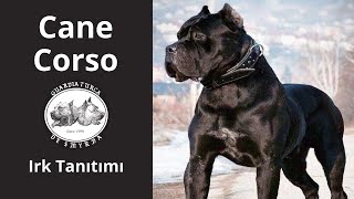 Cane Corso Italiano  - İdeal Aile Koruma Köpeği! - Köpek Irkı Tanıtımı