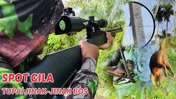 MANTAP..!! BERBURU TUPAI DI SPOT PALING MELIMPAH[AUTO PANEN BANYAK]