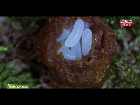 ჩვენი პლანეტა - ერთ-ერთი ყველაზე მინიატურული მწერი ბაზი