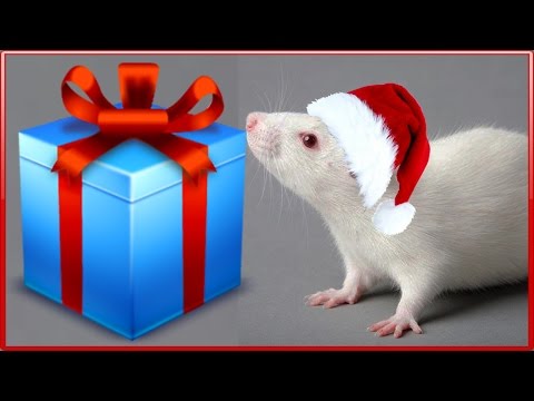 Видео: Распаковка Подарки на Новый год Рум тур дому крыски Играем в доктора