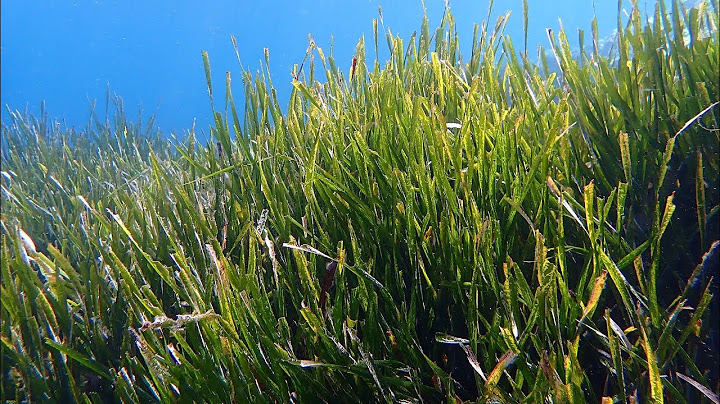 All scoperta delle piante marine