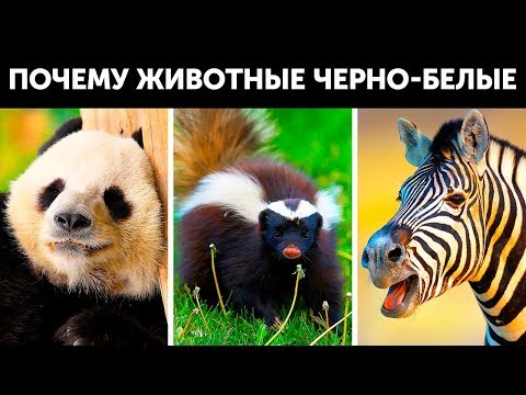 Почему многие животные черно-белые