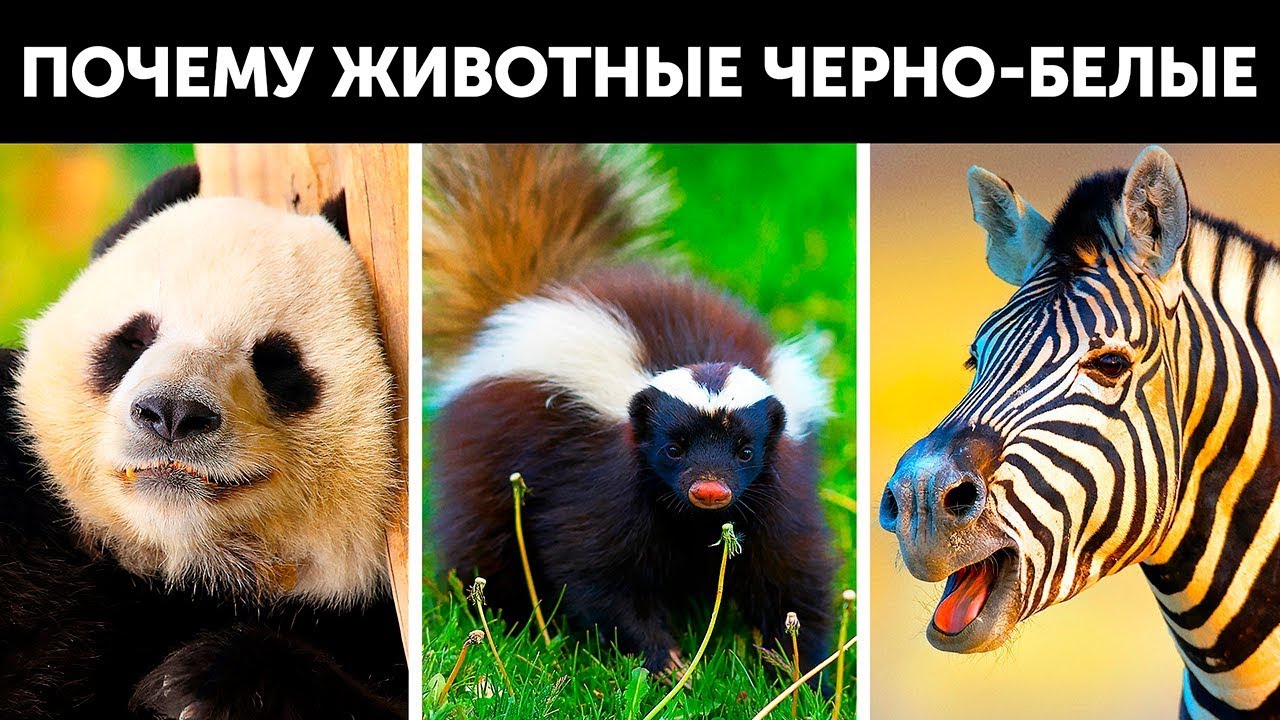 Почему многие животные. Какого цвета бывают животные. 12 пар животных которых вы постоянно путаете фото.