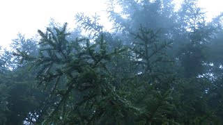 Sounds for Deep Sleep, Relaxation 10 Hours / Rain in Spruce Forest, Fog, Swaying Branches in Wind