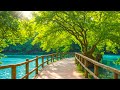 Soul Retreat In Nature рџЊі Healing Music For Stress Relief Piano Forest Sounds To Refresh Body Soul Retreat In Nature рџЊі Healing Music For Stress Relief Piano Forest Sounds To Refresh Body