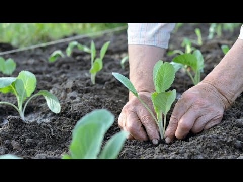 Video: Beli Kupus - Vrtna štetočina