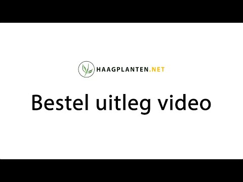 Hoe kun je bestellen op onze website - het bestelproces