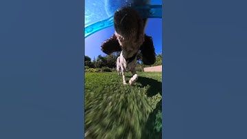 Putting an 8K spin on #Insta360DogMode 👏 #Insta360 #Insta360X4 #dog #doglover #puppy #shorts #fyp