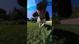 Putting an 8K spin on #Insta360DogMode 👏 #Insta360 #Insta360X4 #dog #doglover #puppy #shorts #fyp