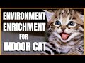 Cats 101 : Environmental Enrichment for Indoor Cats