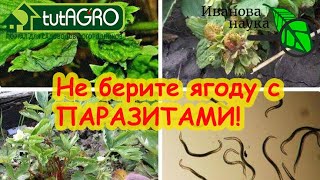 КУСТЫ СОХНУТ? С таких кустов ягоду брать нельзя! Сперва избавьтесь от паразитов на вашем участке.