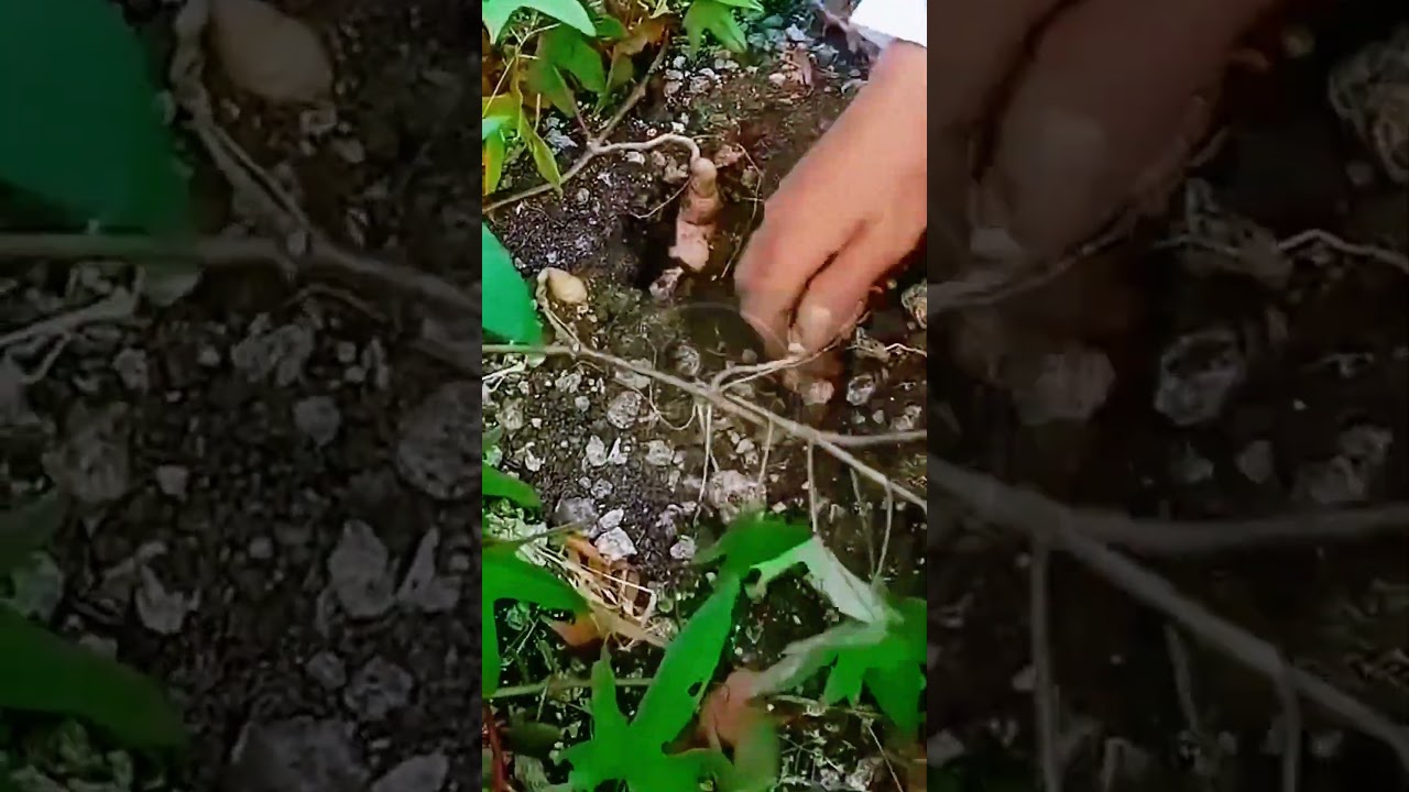 Harvesting Giant Potatoes! 🥔💎 
