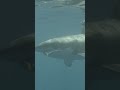 How big was the shark that left that scar? #greatwhite #shark #underwater #nature #ocean