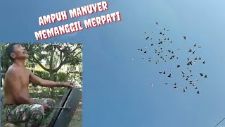 Memanggil Merpati Getakan || Manuver terbang merpati