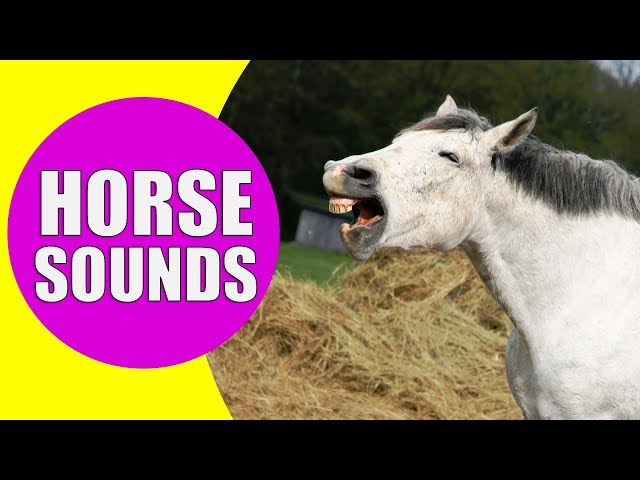 HORSE SOUNDS FOR KIDS - Learn Neighing, Snorting and Galloping Sound Effects of Horses class=